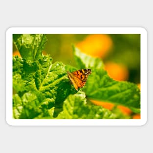 ibs butterfly monarch Sticker